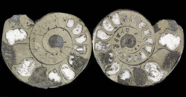 Pyritized Ammonite Fossil Pair #48053